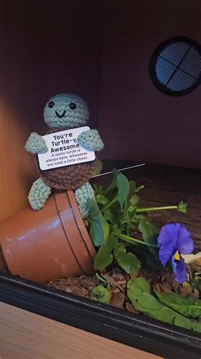 #Turtle #Tortoise #Anxiety #Keepsake
