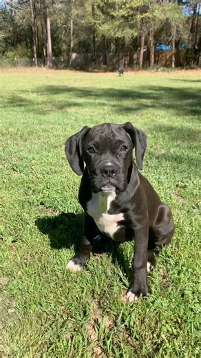 Boxer Puppy, sealed brindle enjoying the sun. #boxerpuppy #puppy #boxerdog #puppylove #foreverpuppy