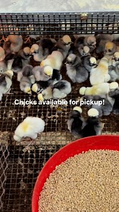 7.1K views · 100 reactions | ✨ Here’s what’s available for pickup at the farm this week in chicks! ✨✅ Rhode Island Red (females)✅ White Leghorn (females)✅ Barred Rock (females)✅ PolishPerfect time to add some new feathered friends to your flock!  Message us to schedule a pickup and bring home your chicks this week!#Chickens #BackyardFlock #FarmFresh #RhodeIslandRed #Leghorn #BarredRock #Polish #PoultryLove  | Bressefarms.com | Facebook