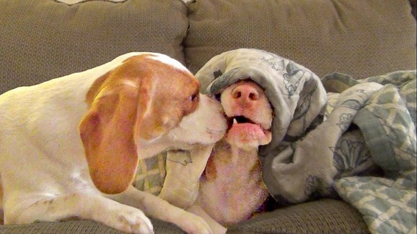 Skullduggery Saturday: Puppy Wakes Grumpy Dog with Kisses