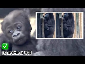 The baby gorilla with cream-colored poop doesn't fall. Day 51 since birth. ｜Momotaro family