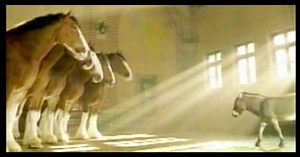 Mini Donkey Walks Up To 5 Majestic Clydesdales, Asks If He Can Join Their Club