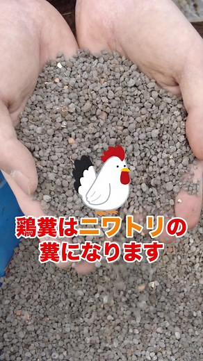 栽培に万能！有機栽培に最適な鶏糞の使い方 #家庭菜園 #農園 #栽培 #農家 #肥料 #化学肥料 #有機肥料