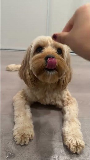 @misothecavapoo7: Enjoy some apple asmr #dog #puppy