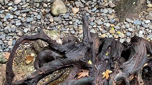 19K views · 658 reactions | Happy Monday from our Asian small-clawed otters Monty and Shug in JungleWorld! We love watching them explore and follow each other around the exhibit. | Bronx Zoo | Facebook