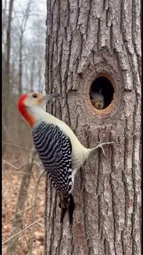 Satisfactorio Pajaro Carpintero