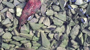 Tadpoles eat algae on small stones in the water. The tadpoles about to defecate while eating algae. The water is filled with algae, leaves, tadpoles feces and air pockets.