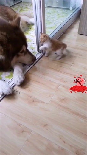 Dog Playing with Cat | Cute Pets Interaction