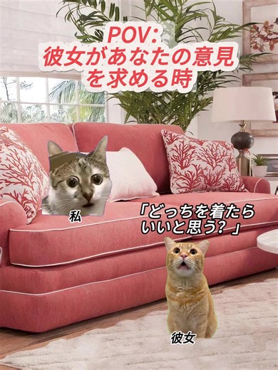 彼女が意見を求める時の可愛い猫meme