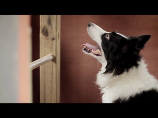 ▶️ Angel Dog - Cooper