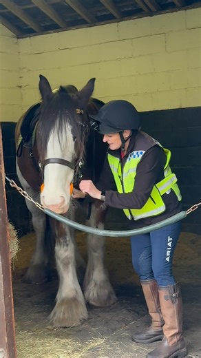 21K views · 868 reactions | Bless him. | Samson the clydesdale | Facebook