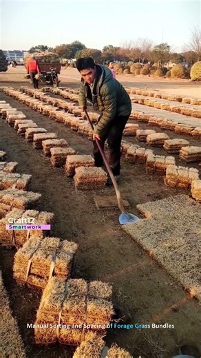 Manual Sorting and Spacing of Forage Grass Bundles