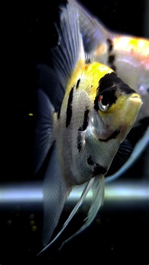 Stunning Koi Angelfish 🐠 | Beautiful Tropical Fish #shorts #LianaFish