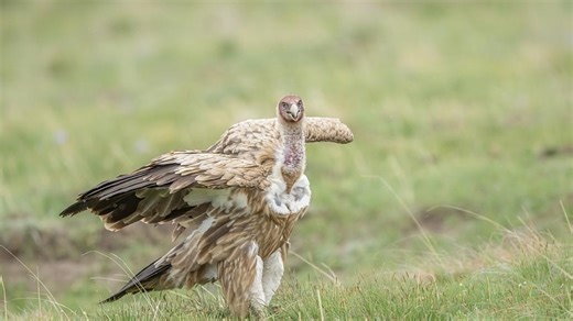 With its sharp eyes, the Himalayan griffon can spot dead animals' bodies from an altitude of 6,000 meters. These birds have a ruffle-like ring on their neck, just like the napkin at the dinner table, in case their feathers are stained. #AnimalAdventure #ChorusofLife For more: https://english.cctv.com/ | CCTV