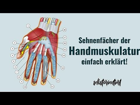 Sehnenfächer der Handmuskulatur einfach erklärt: Anatomie, Flexoren, Hand | Sehnenfächer merken!
