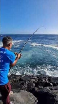 Sargo fishing Diplodus sargus