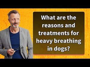 What are the reasons and treatments for heavy breathing in dogs?