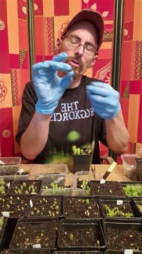 Root rot on cactus seedlings #gardening #cactus #plants