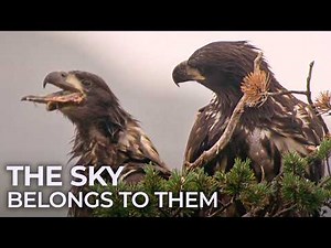 Birds of Prey, Nature’s Perfect Hunters