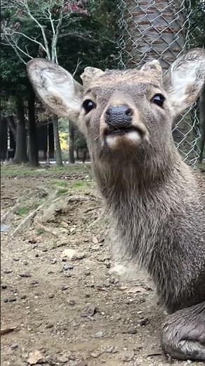 What Deer Attractant Works The Best?