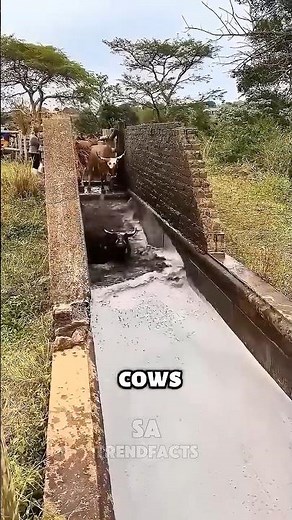🚿 How Cows Get a Bath on Huge Farms! 🐮 | You Won’t Believe This! #Shorts #Animals
