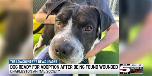 VIDEO: Dog found with maggot-infested wound healed enough for adoption