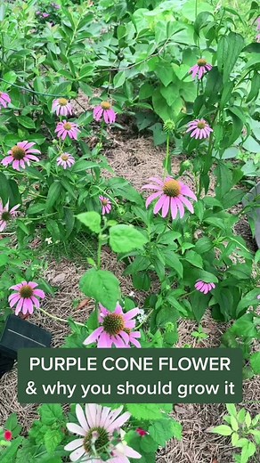Why Grow Purple Coneflower in Your Garden?