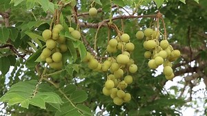 Forest fruit is a fruit that occurs naturally in the wild. Both edible and inedible. A variety of wildlife. Increase the fertility of the forests.