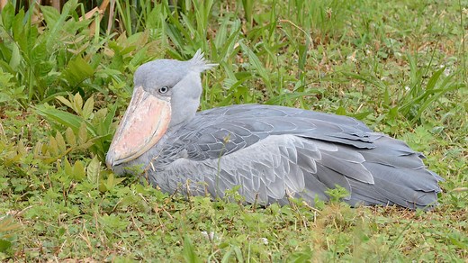 Bec-en-sabot du nil : taille, description, biotope, habitat, reproduction