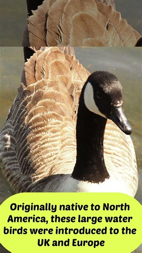 Canada Goose Swimming Olympus EM10 Zoom Sandwell Valley Country Park