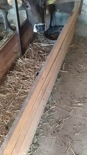 Brown Cow in Barn: Daily Life on the Farm