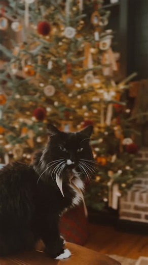 Merry Christmas, friends! Wishing you a Christmas full of joy and rest and peace while you celebrate the birth of the Savior. ❤️ | Learning Well Community