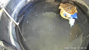 5.6K views · 76 reactions | Sometimes the wild comes a calling. What's a turtle supposed to do? | Tank Gilfillan | Facebook