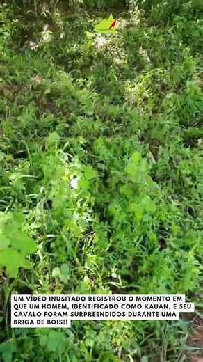"Get out of here, Kauan!": Bulls cause unexpected confusion!! #viral