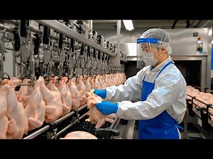 Inside a Modern Chicken Factory: The Complete A-Z Process