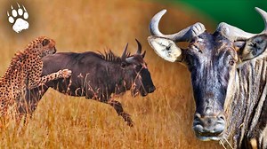 Documentaire | Gnou : prédateur en migration – Chronique de l’Afrique sauvage