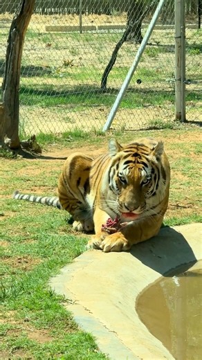 Shekinah Lion & Game Lodge on Instagram: "Three Tigers. One Bedroom. Unlimited Awe. For adventurers seeking more than just a getaway, this is it. In our Pfamoni Bhutan Suite, you’ll be hosted under one roof by three magnificent Siberian tigers: Raphael, Jabali, and Zuri. Marvel at them through customised glass windows as you sink into your jacuzzi bath or unwind by your fireplace. Luxury butler service, king-size bed, outdoor shower, this is wild hospitality like no other. Secure your stay in ti