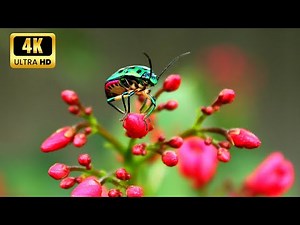 NATURES Most Beautiful Colors in 4K Ultra HDR 60fps