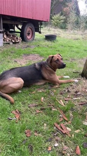 Neues zu Hause gesucht für Jambo 🙏