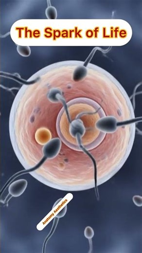 The Spark Of Life | Anatomy Aesthetics | Guts Health