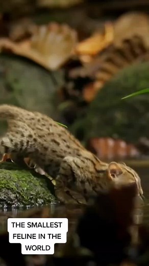 Discover the Smallest Feline: The Rusty Spotted Cat