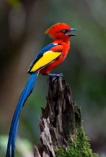 Exotic Bird Close-Up Performance 🦜✨#wildlife #birdingparadise #birds