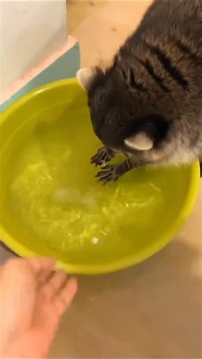 Funny raccoon 🦝😍 Credit animal Library tik tok | Cute Raccoon