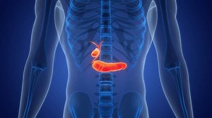 Human Internal Organs Pancreas with Gallbladder Anatomy Animation Concept. 3D