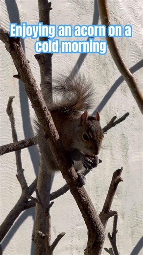 Enjoying an acorn #squirrel #squirreleating #squirrel watching #shorts #wildlife #foryou #trending