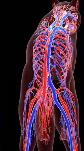 Wolf Anatomy: The Circulatory System Revealed