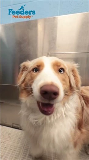 Feeders Pet Supply Overview B