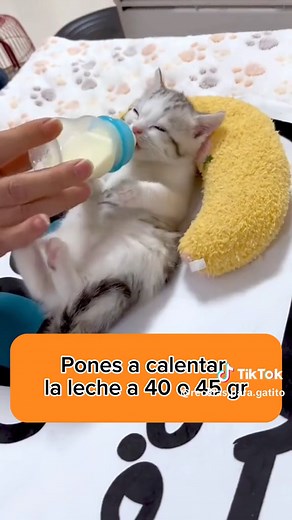 Receta casera de leche para gatito
