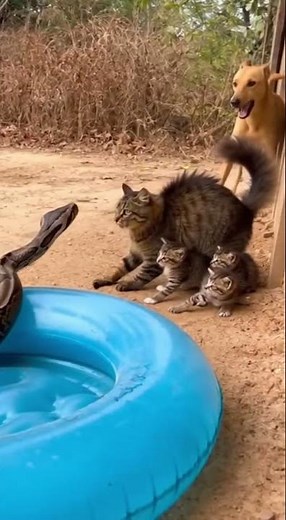 Snake Retreats as Mother Cat Unleashes Fury to Protect Her Huddled Kittens
