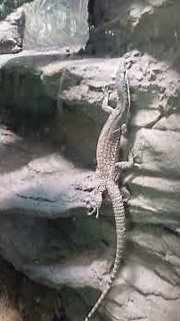 Kimberly Rock Monitor Lizard Reptile | San Diego Zoo California